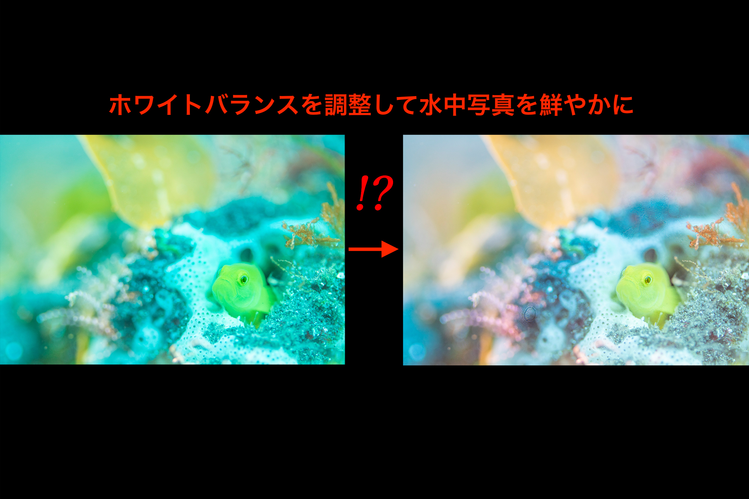 水中写真上達への道のりvol 3 青被りしない ホワイトバランスとは Ojo S Ocean Travel