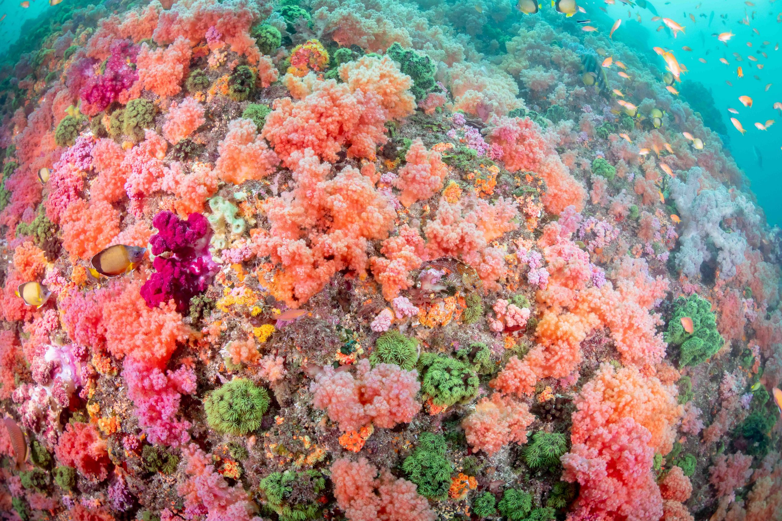 天然サンゴ 枝状コーラル ピンクオレンジ コーラル 枝珊瑚 ピンク 長さ5-30mm ＜ アクセサリーパーツショップ