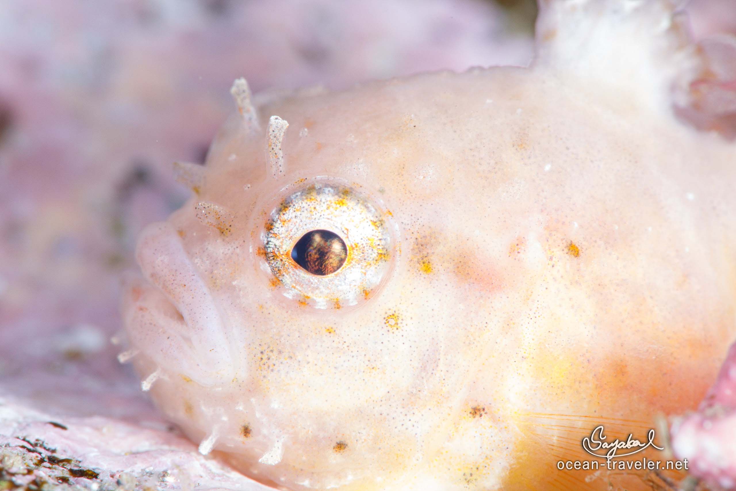 冬の北海道でダイビング！vol. 4 ダンゴウオ科 魅惑のまんまるボディ