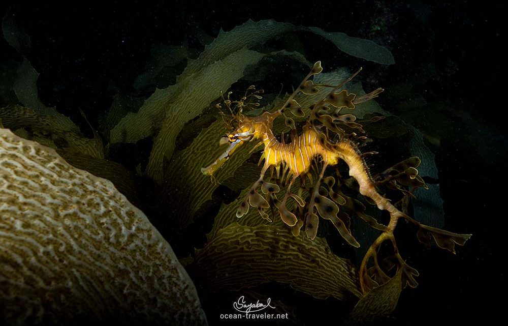 憧れのリーフィーシードラゴン様に会いに行くオーストラリアツアー