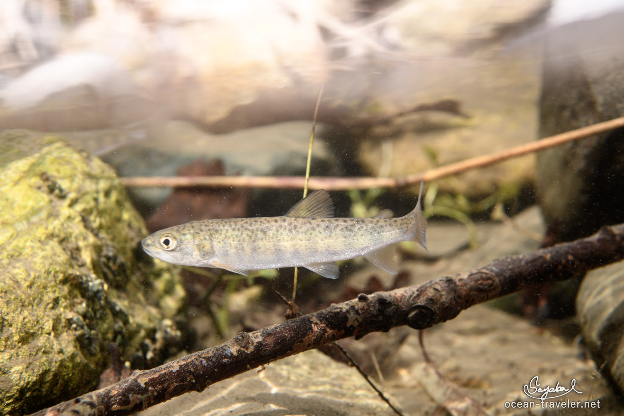 日本最大の淡水魚 イトウ撮影体験記2 〜雪解けと稚魚の目覚め〜 | Ojo's Ocean Travel