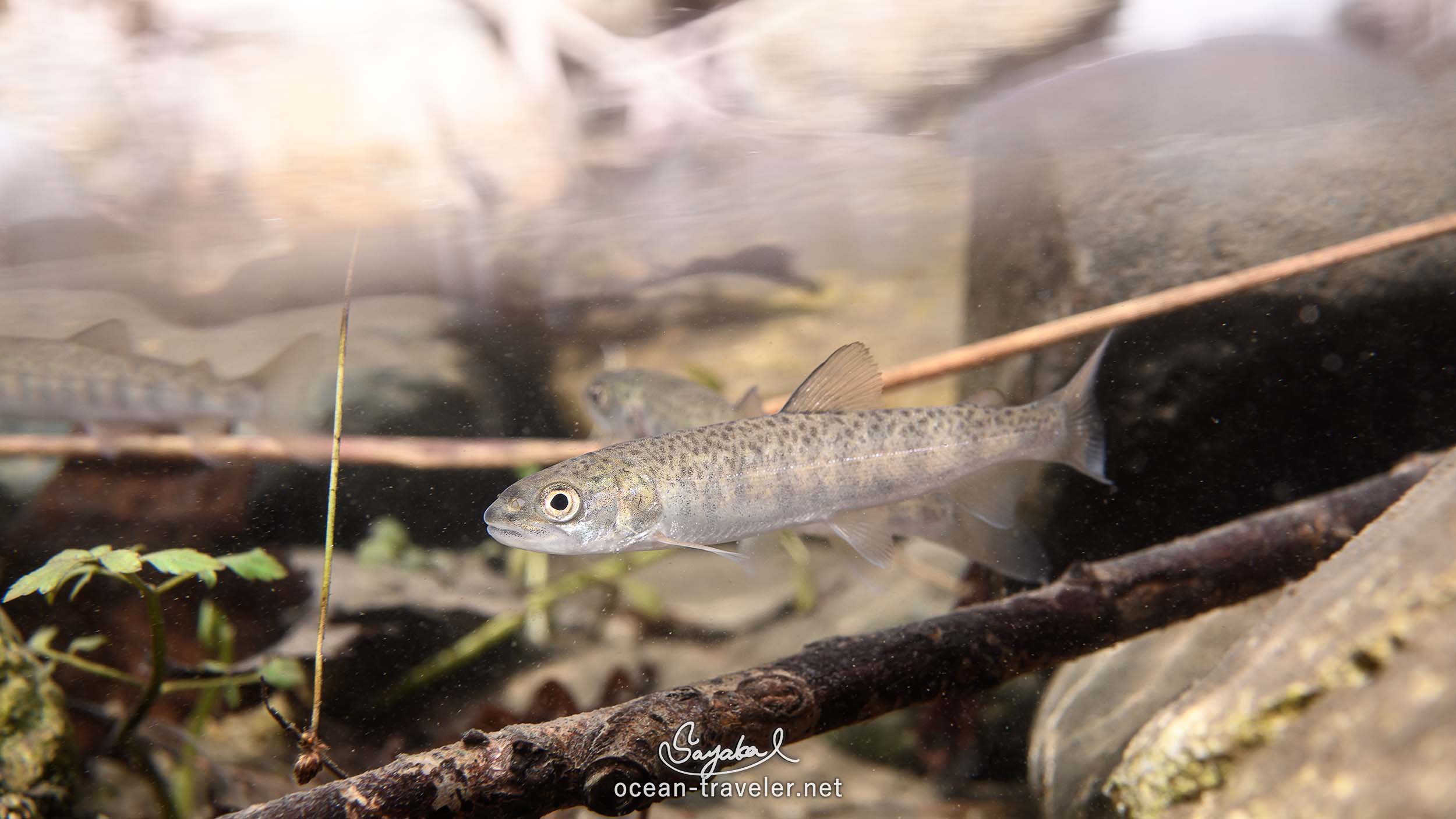 魚の木彫り　(幻のイトウ) 木製 マグネット イトウ 木彫り 魚 さかな いとう ウッドカービング