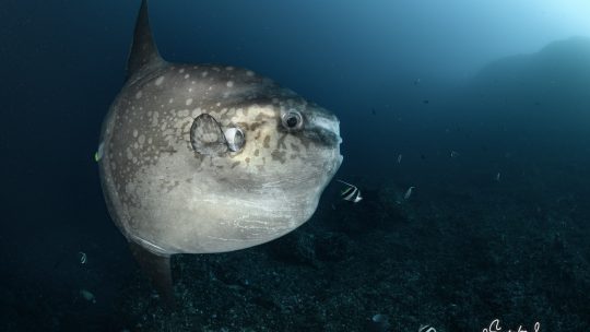 バリ島・レンボンガン島マンボウチャーター 10月5~7日9dive 満月周り